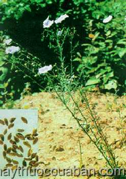 Hình ảnh cây Lanh