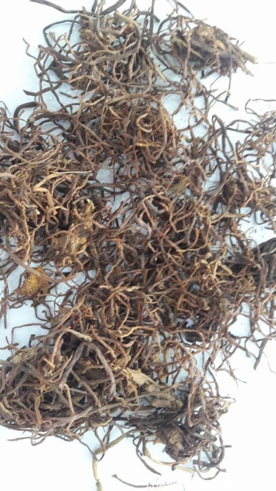 H&igrave;nh ảnh vị thuốc tử uyển