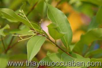 Hình ảnh âm hương