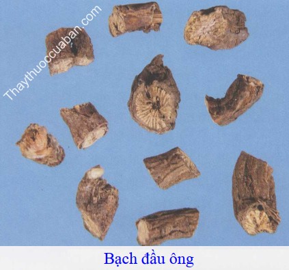 H&igrave;nh ảnh vị thuốc bạch đầu &ocirc;ng