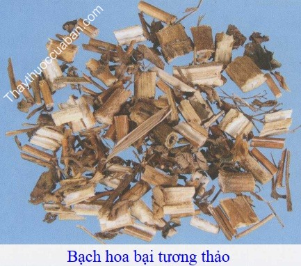 H&igrave;nh ảnh vị thuốc bạch hoa bại tương thảo