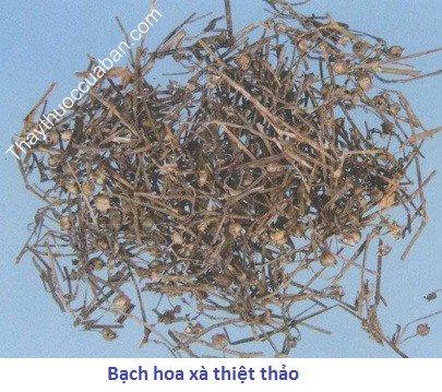 H&igrave;nh ảnh vị thuốc bạch hoa x&agrave; thiệt thảo