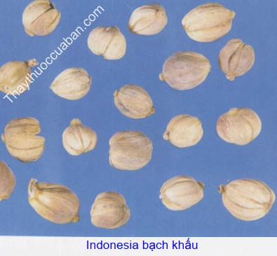 H&igrave;nh ảnh bạch khấu indonesia