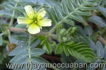 Hình ảnh Bạch tật lê