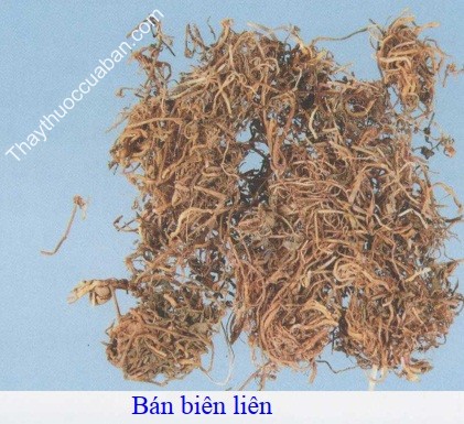 H&igrave;nh ảnh vị thuốc b&aacute;n bi&ecirc;n li&ecirc;n