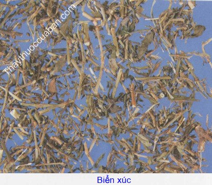 H&igrave;nh ảnh vị thuốc biển x&uacute;c