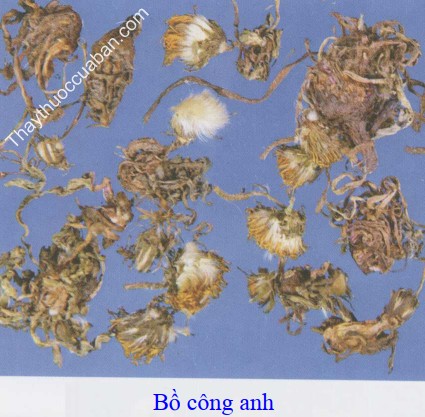 H&igrave;nh ảnh hoa bồ c&ocirc;ng anh