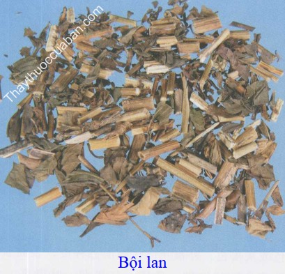 H&igrave;nh ảnh vị thuốc bội lan