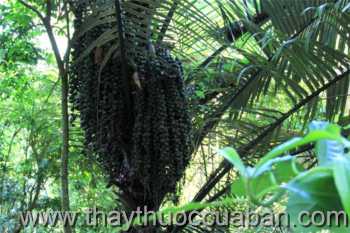 Hình ảnh bụng báng