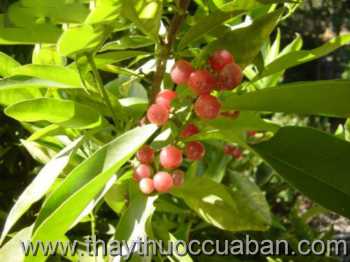 Hình ảnh Bưởi bung