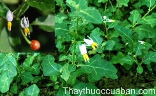 Hình ảnh cây cà gai leo