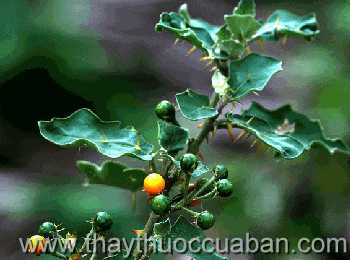 Hình ảnh Cà tàu