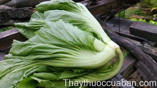 H&igrave;nh ảnh c&acirc;y cải bẹ
