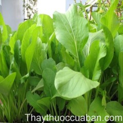 Hình ảnh cây cải ngọt