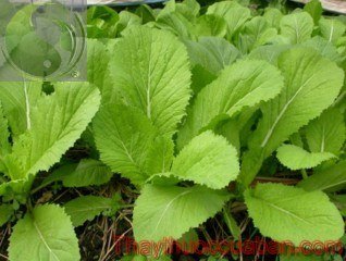 Hình ảnh cây cải xanh, cải xanh