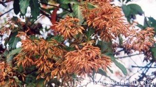 Hình ảnh cây canh ki na, canh ki na