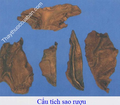 H&igrave;nh ảnh vị thuốc cẩu t&iacute;ch sao rượu