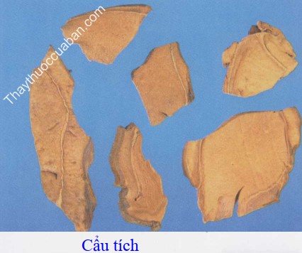 H&igrave;nh ảnh vị thuốc cẩu t&iacute;ch