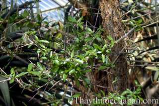 Hình ảnh cây một dược