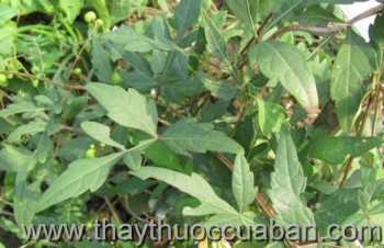 Hình ảnh cây Bạch liễm