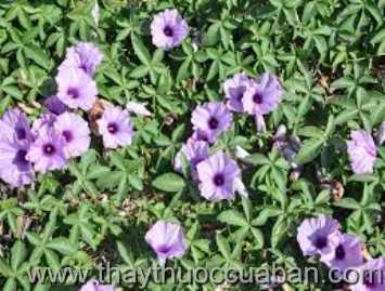 Hình ảnh cây Bim bim