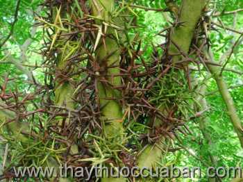 Hình ảnh cây Bồ kết