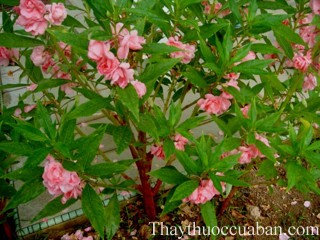 Hình ảnh cây bóng nước