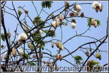 Hình ảnh Cây Bông