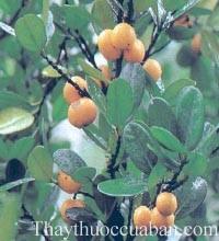 Hình ảnh cây bứa cọng, Garcinia pedunculata Roxb