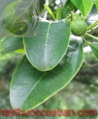 H&igrave;nh ảnh c&acirc;y bứa, bứa