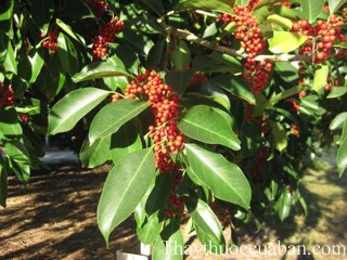 Hình ảnh cây bùi tròn, bùi tròn