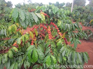 Hình ảnh cây cà phê, cà phê