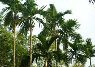 H&igrave;nh ảnh c&acirc;y cau