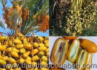 Hình ảnh Chà là