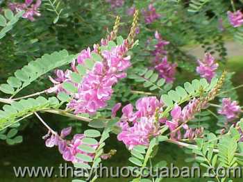 Hình ảnh Cây chàm