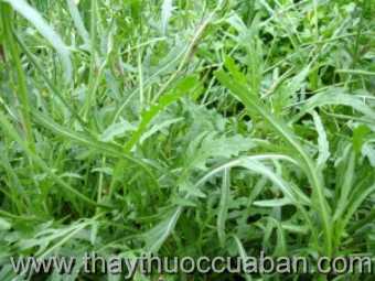 Hình ảnh cây Chân vịt