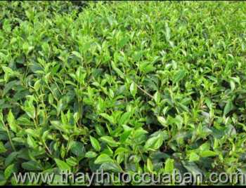 Hình ảnh cây Chè