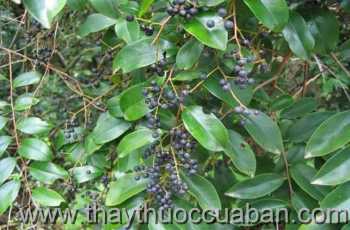 Hình ảnh cây Chua gut