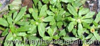 Hình ảnh cây Cỏ the