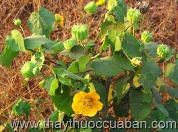 Hình ảnh Cây cối xay