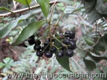 Hình ảnh cây Cơm nguội