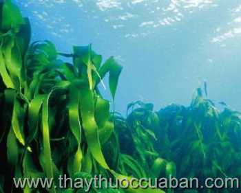 Hình ảnh cây Côn bố