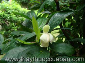 Hình ảnh cây Dạ hợp