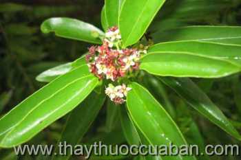 Hình ảnh cây Đàn hương