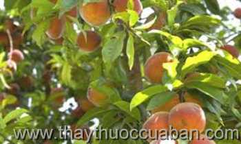 Hình ảnh cây Đào