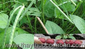 Hình ảnh đậu đỏ