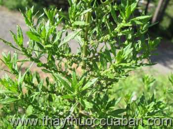 Hình ảnh cây Dầu giun