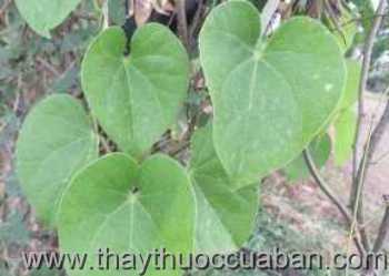 Hình ảnh cây Đau xương