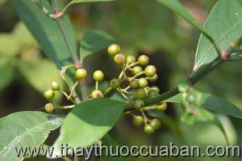 Hình ảnh cây Đơn trắng