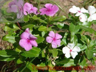 Hình ảnh cây dừa cạn, dừa cạn